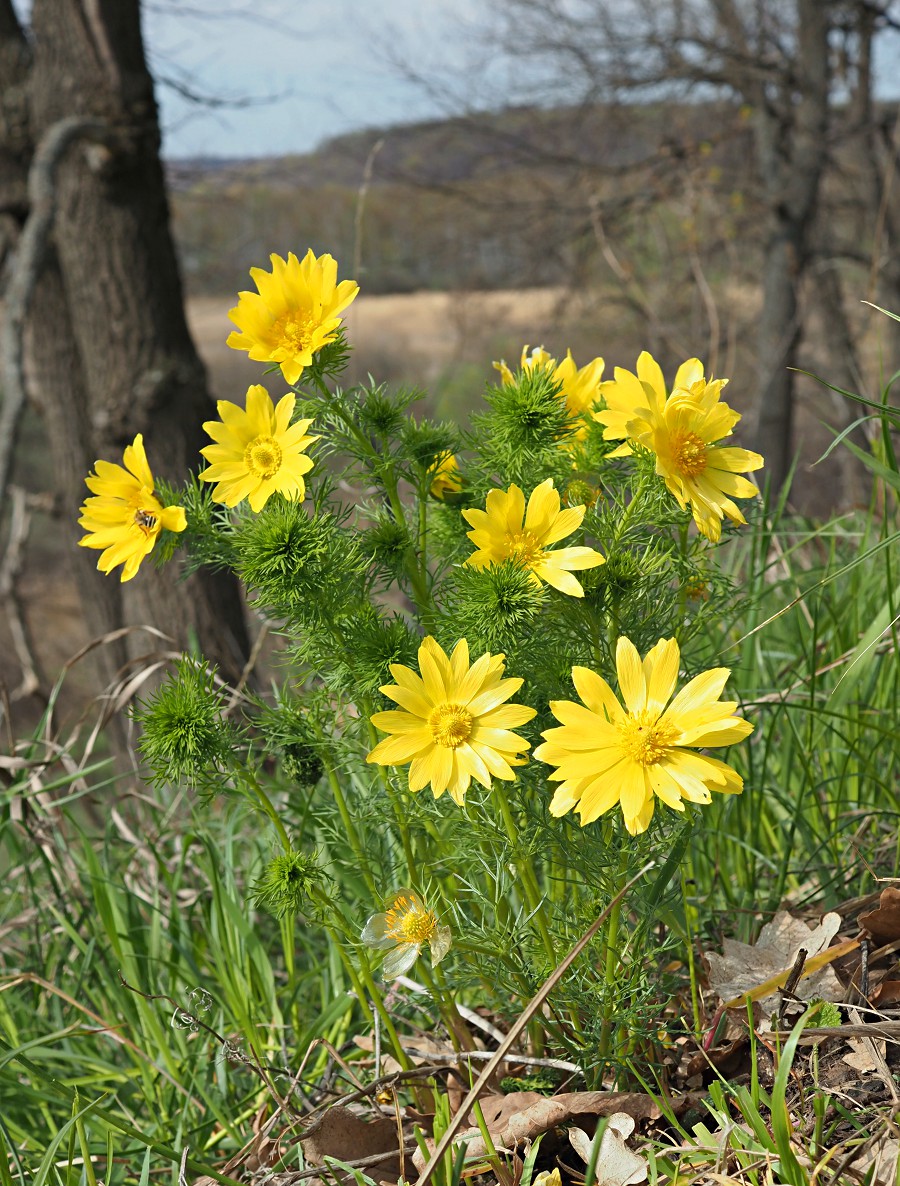 Изображение особи Adonis vernalis.