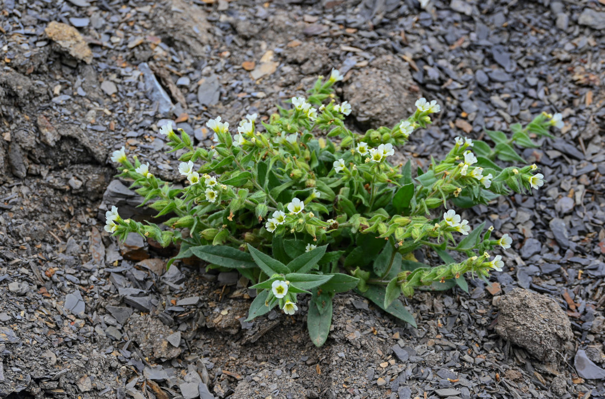 Изображение особи Nonea lutea.