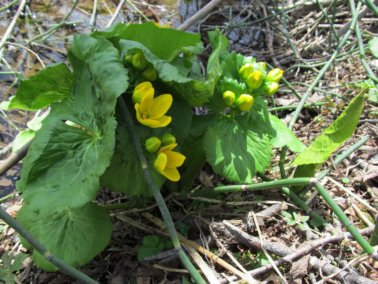 Image of Caltha fistulosa specimen.