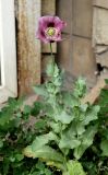 Papaver somniferum