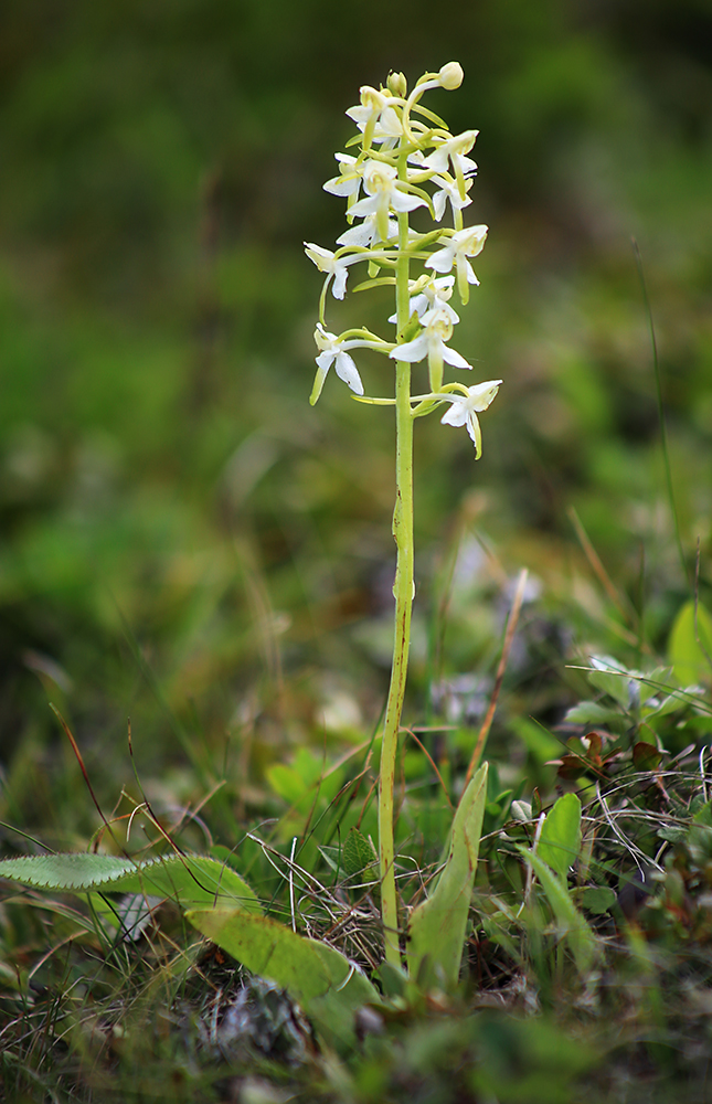 Image of Platanthera × mixta specimen.