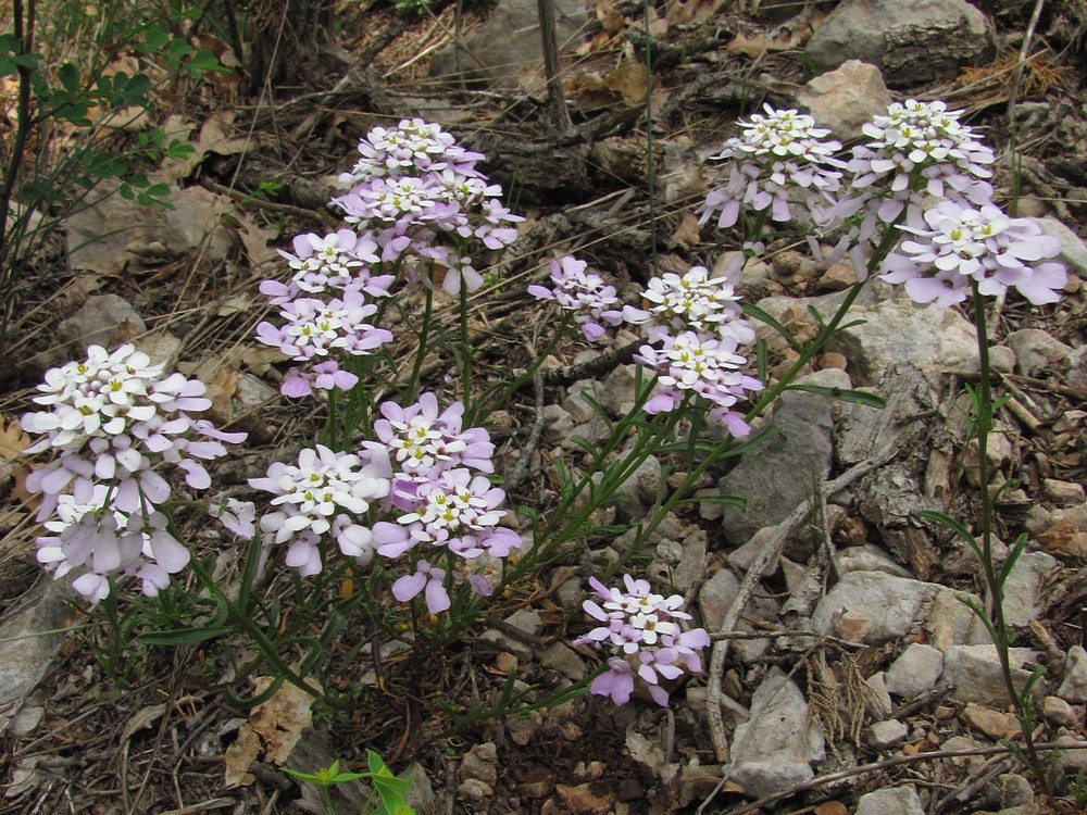 Изображение особи Iberis simplex.