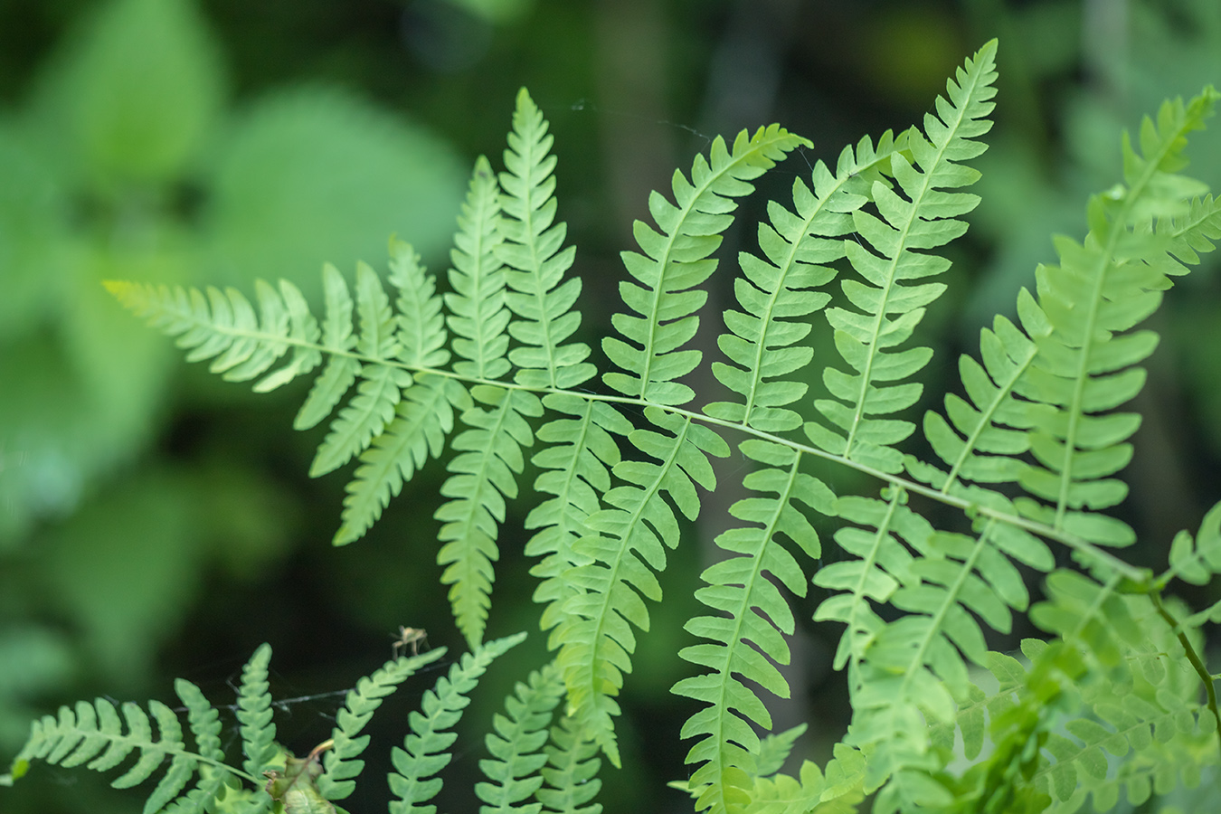 Image of Thelypteris palustris specimen.