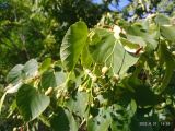 Tilia platyphyllos