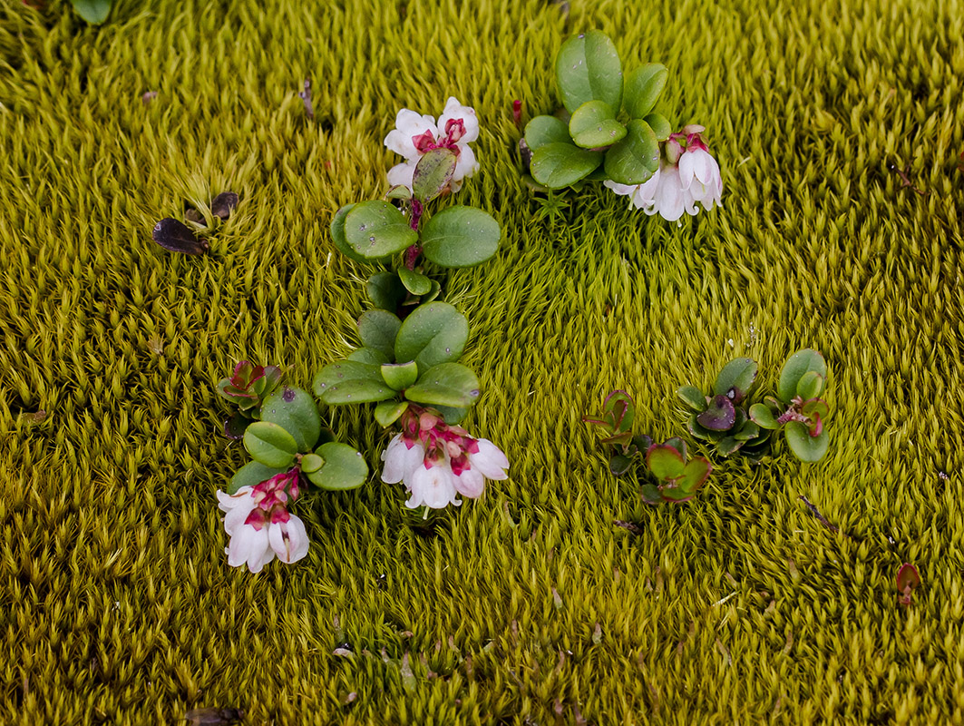 Image of Vaccinium vitis-idaea specimen.