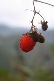 Rubus fraxinifolius. Соплодие со зрелым и незрелыми плодами. Филиппины, провинция Сагада, окр. Ambasing. 08.11.2008.