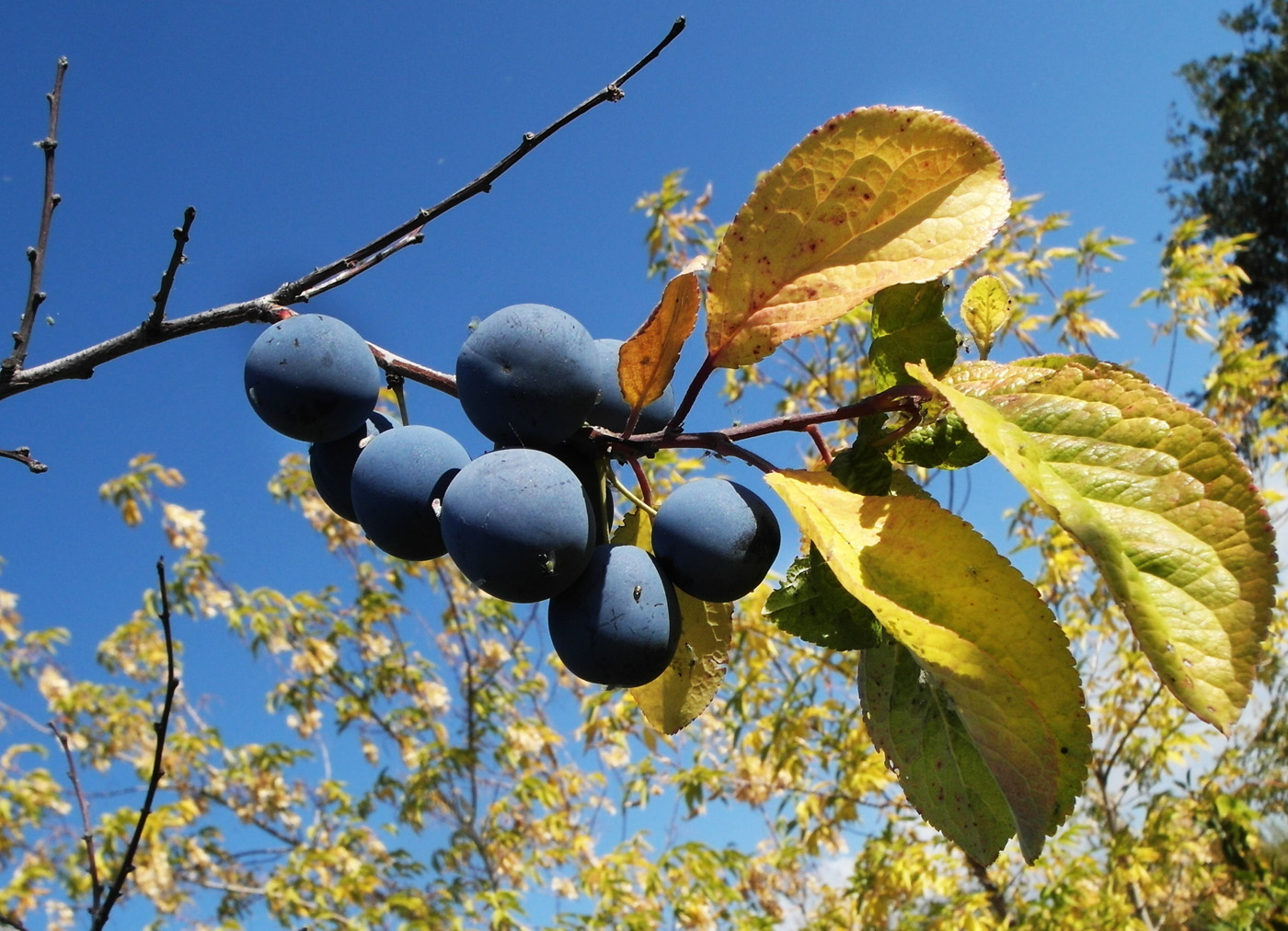 Image of Prunus spinosa specimen.