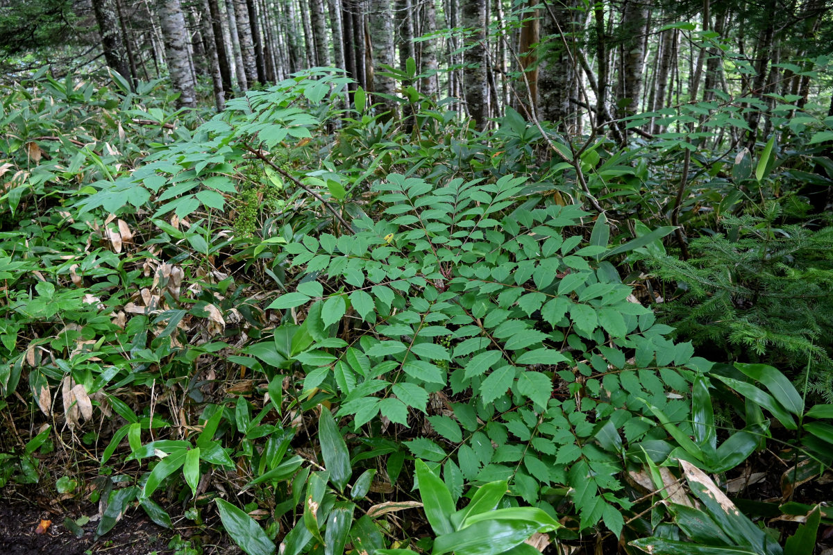 Image of Toxicodendron trichocarpum specimen.