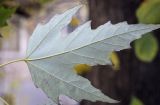 Acer saccharinum