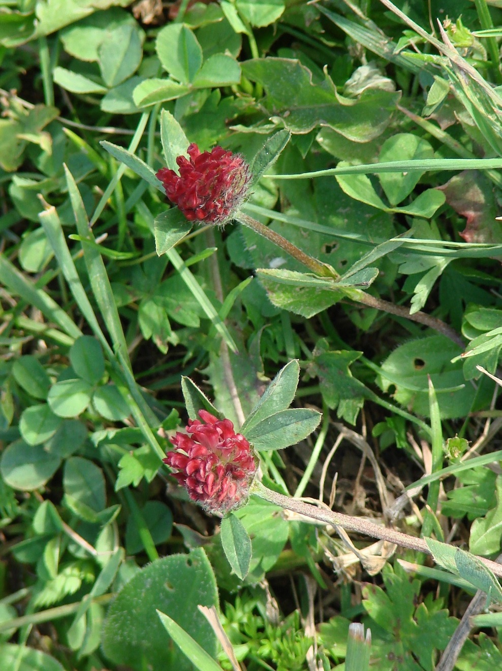 Изображение особи Trifolium pratense.