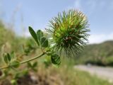 Trifolium lappaceum