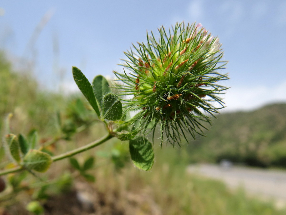 Image of Trifolium lappaceum specimen.