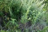 genus Artemisia