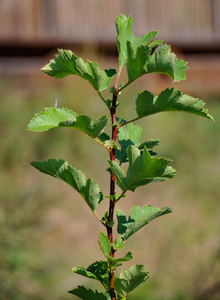 Изображение особи род Crataegus.