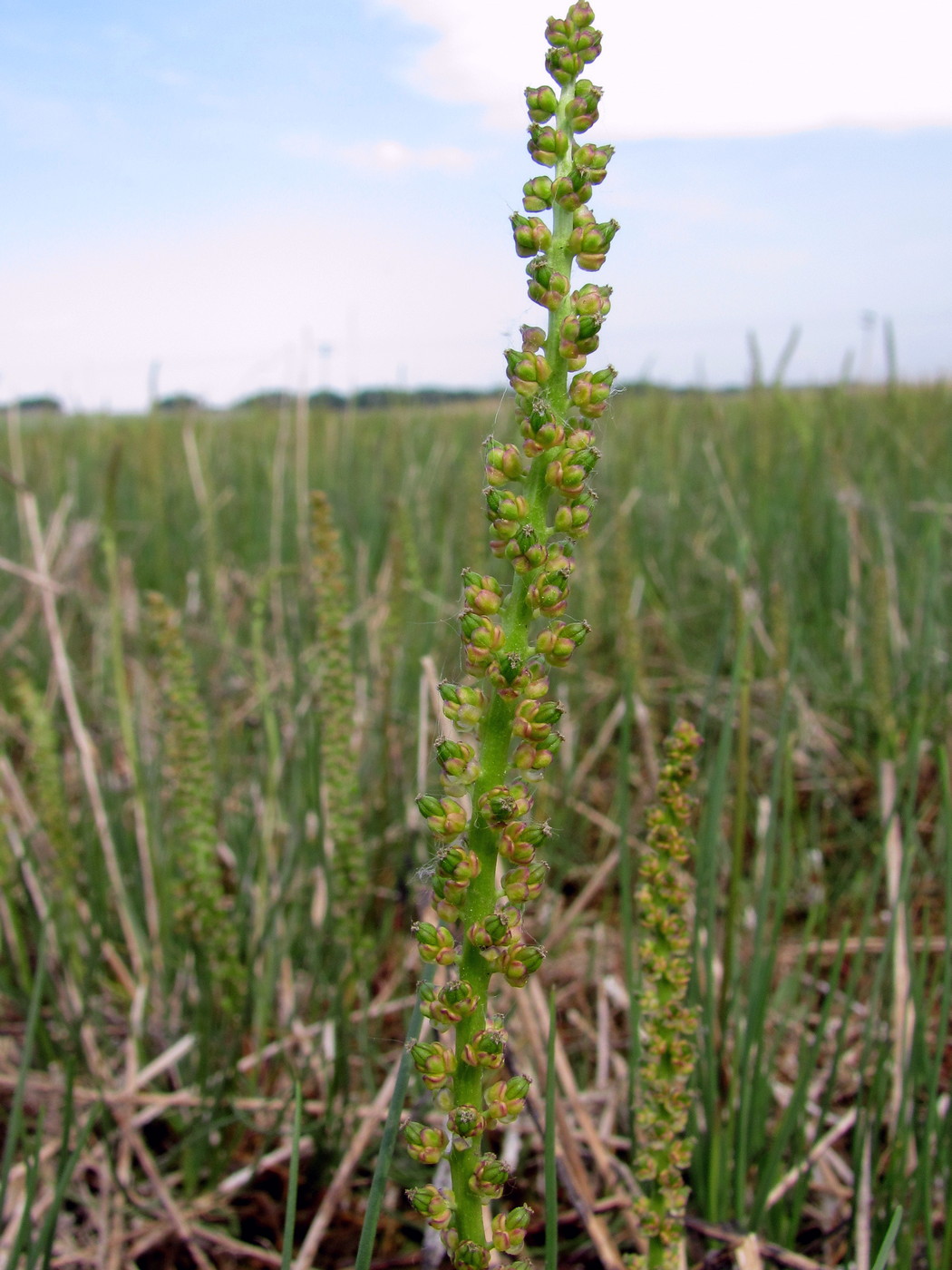 Image of Triglochin maritima specimen.