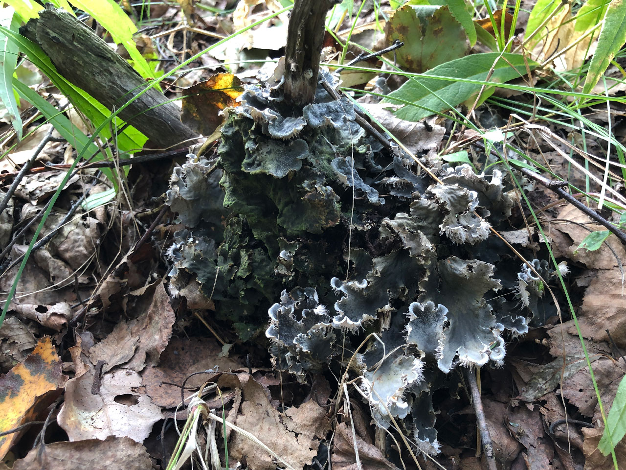 Image of genus Peltigera specimen.