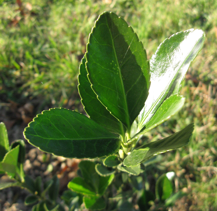 Изображение особи Euonymus japonicus.