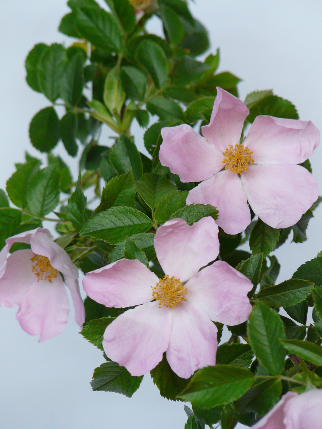 Image of genus Rosa specimen.