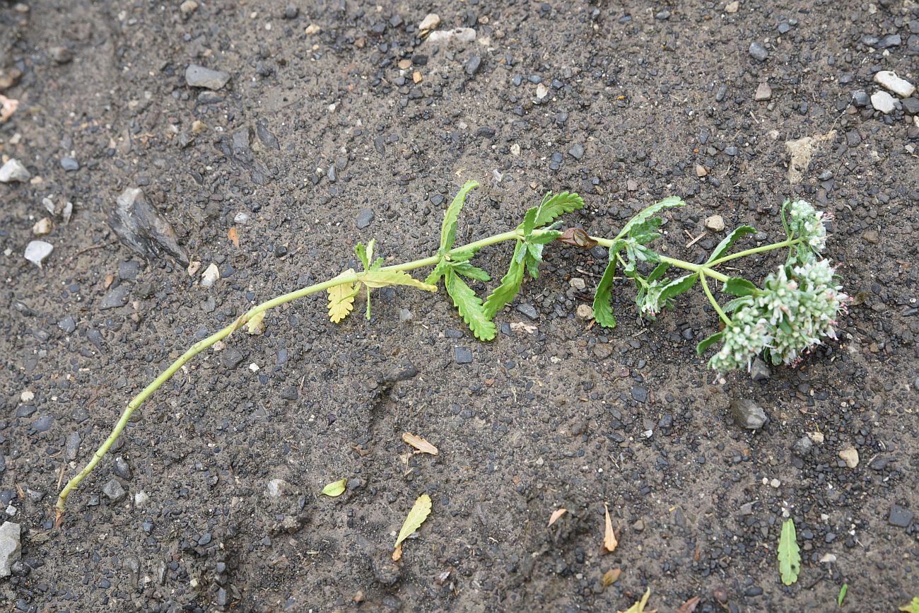 Image of Teucrium capitatum specimen.