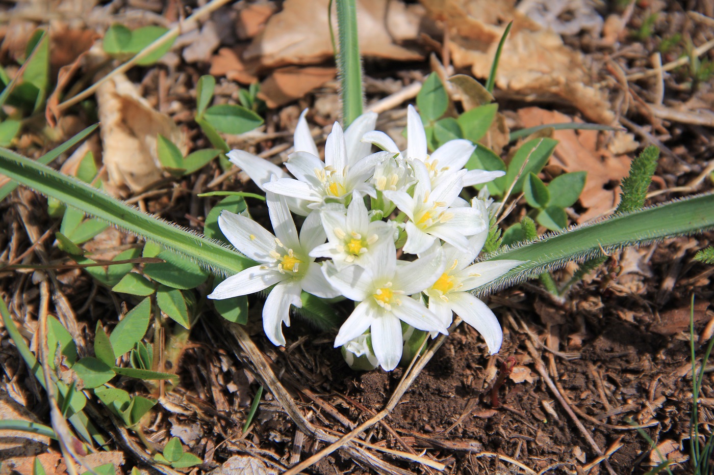 Image of Ornithogalum fimbriatum specimen.