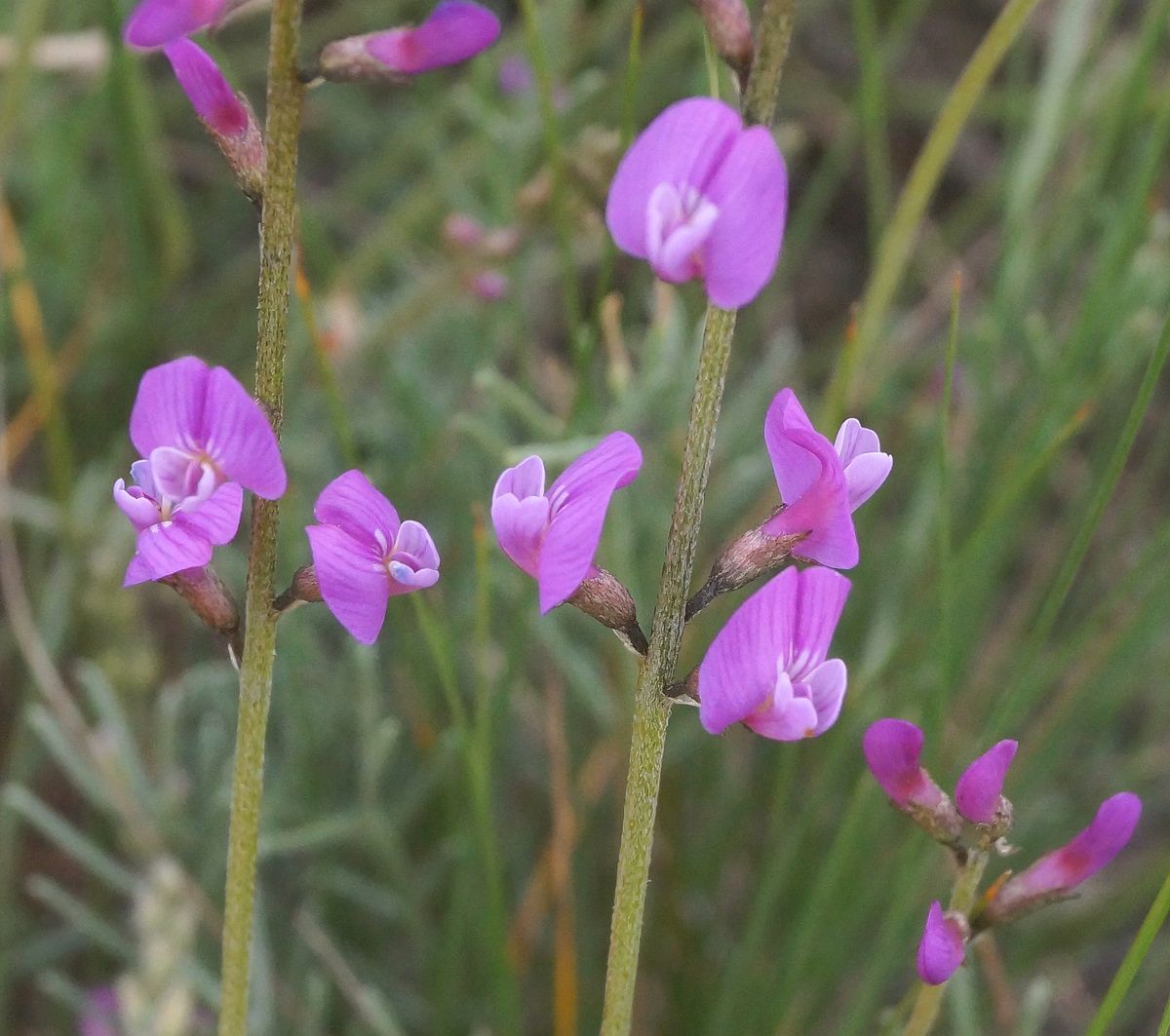 Изображение особи Astragalus tauricus.