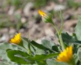 Calendula arvensis. Верхушки побегов с соцветиями. Турция, пров. Мугла, р-н Сейдикемер, развалины древнего ликийского г. Тлос, каменистый холм. 03.01.2023.