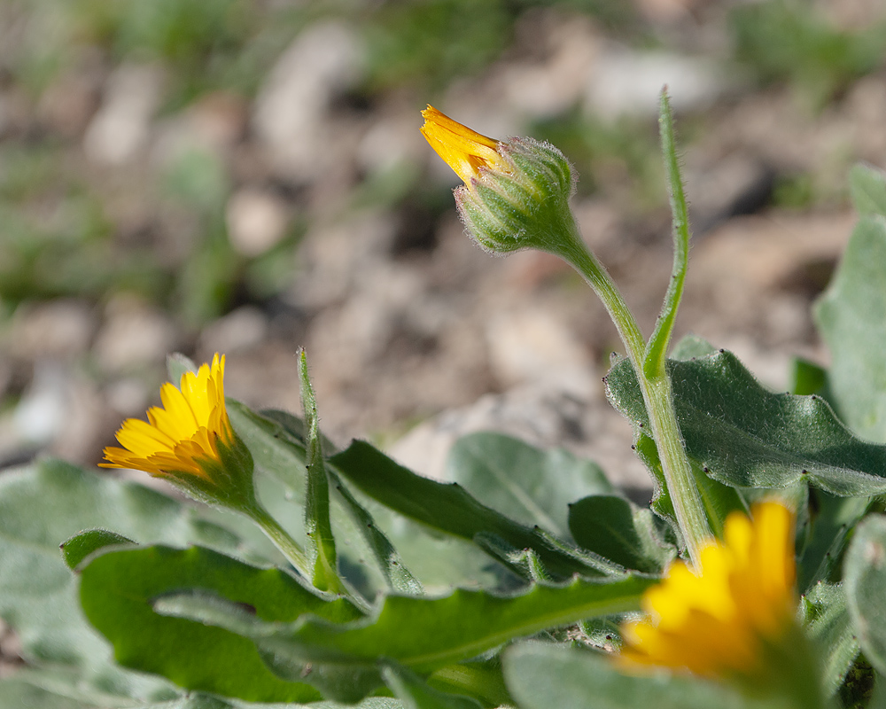 Image of Calendula arvensis specimen.