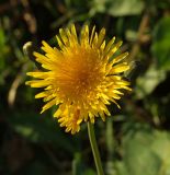 Sonchus arvensis