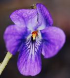 Viola odorata
