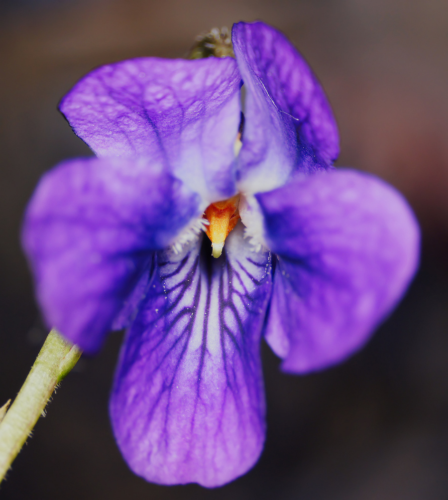 Image of Viola odorata specimen.