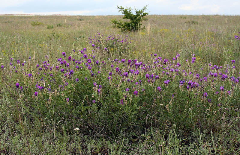 Image of Astragalus onobrychis specimen.