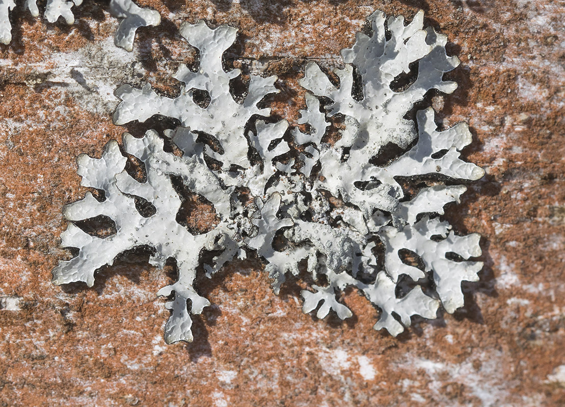 Image of genus Parmelia specimen.