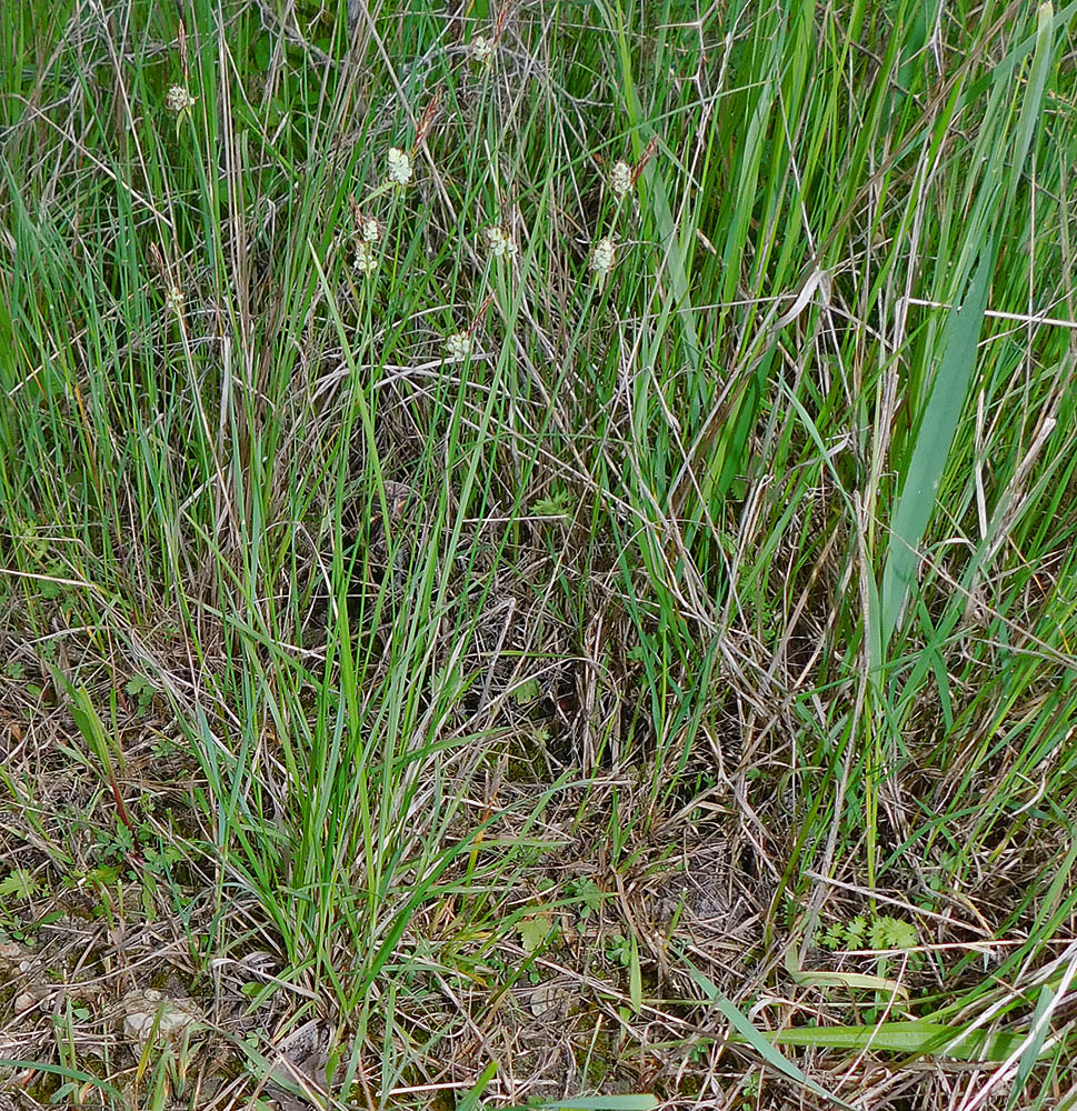 Image of Carex tomentosa specimen.