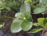 Salix caprea