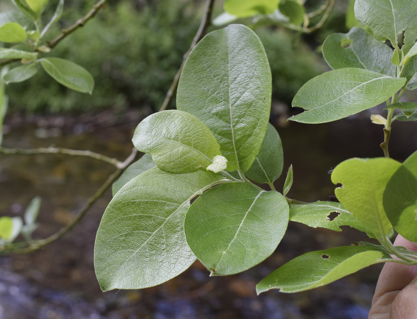 Image of Salix caprea specimen.