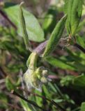 Helianthemum nummularium