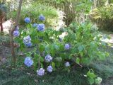 Hydrangea macrophylla. Цветущее растение. Абхазия, г. Сухум, территория ботанического сада. 24 июля 2008 г.