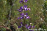 Collinsia heterophylla