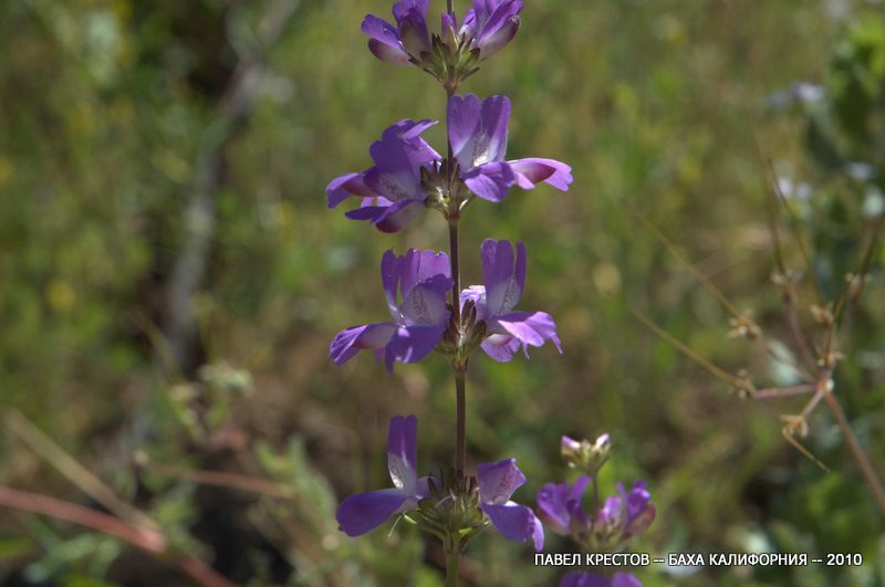 Image of Collinsia heterophylla specimen.