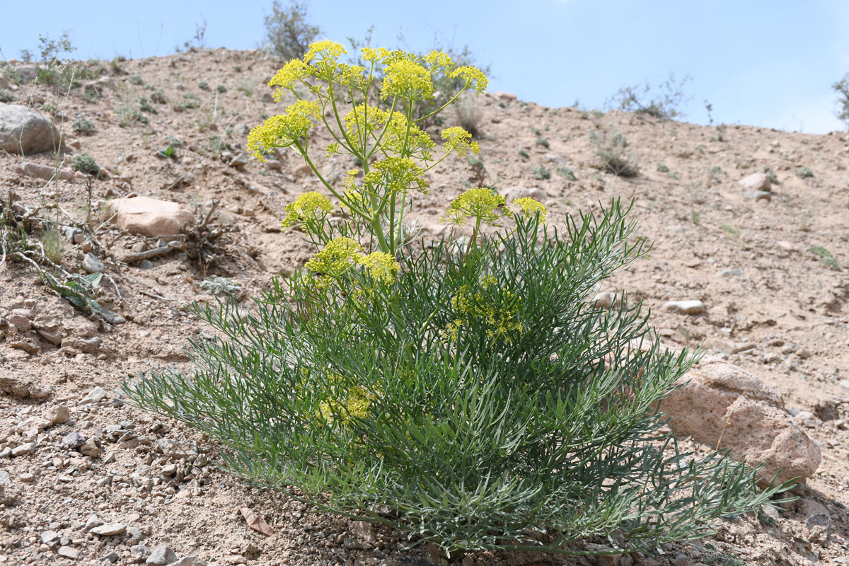 Изображение особи Ferula lithophila.