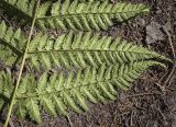 Dryopteris expansa. Средняя часть спороносящей вайи (абаксиальная поверхность). Пермский край, г. Пермь, Кировский р-н, ООПТ \"Сосновый бор\", смешанный лес. 24.08.2023.