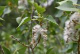 Populus afghanica