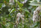 Populus afghanica