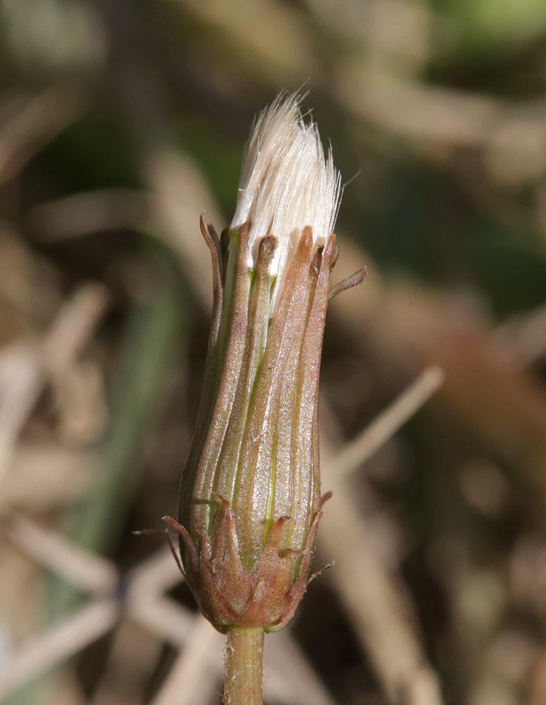 Image of Taraxacum bessarabicum specimen.