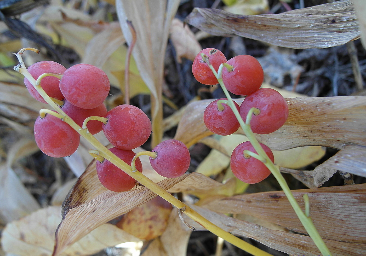 Image of Convallaria majalis specimen.