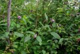 Cirsium weyrichii