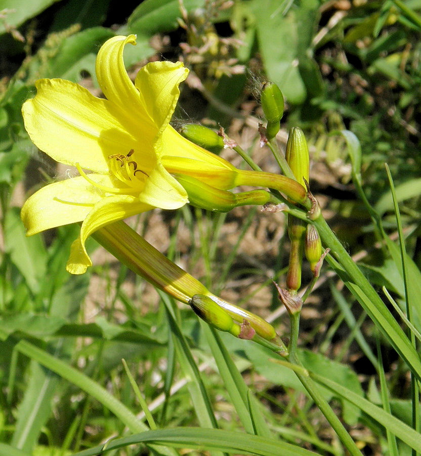 Изображение особи Hemerocallis lilio-asphodelus.