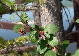 Cotoneaster melanocarpus. Верхушка побега с плодами. Республика Саха (Якутия), Хангаласский улус, национальный парк \"Ленские столбы\", смотровая площадка в хвойном лесу на крутом берегу р. Лена. 29.07.2023.