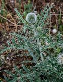 Echinops sphaerocephalus. Верхушка побега с нераспустившимся соцветием. Грузия, окр. г. Тбилиси, гора Кениси, сухой склон. 10.06.2023.