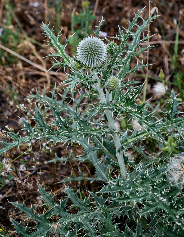 Изображение особи Echinops sphaerocephalus.